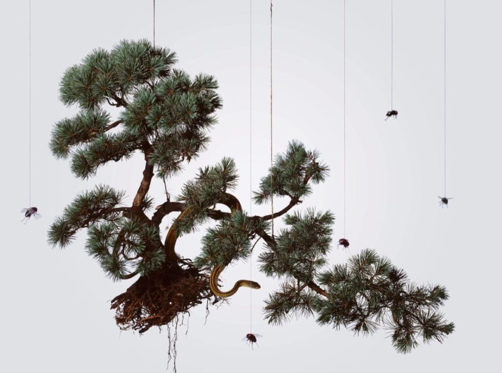 Hong Lei Speak Memory Series-Memory of Five Needle Pine (2005) Chromogenic print