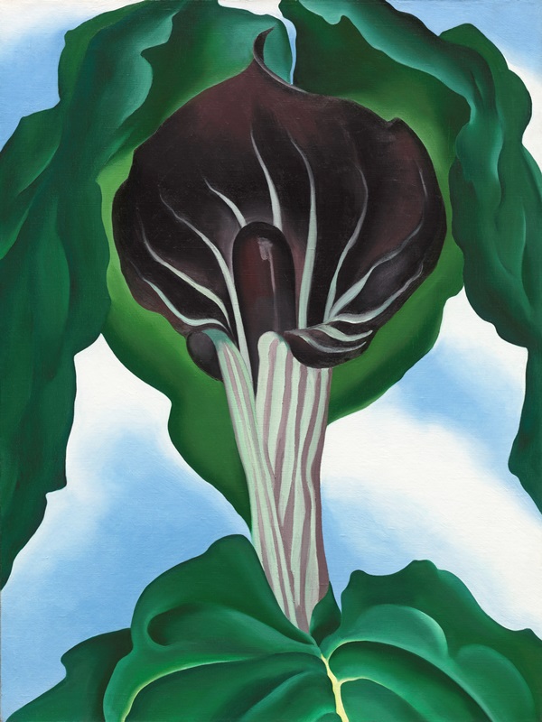 Georgia O'Keeffe painting of Jack in the Pulpit