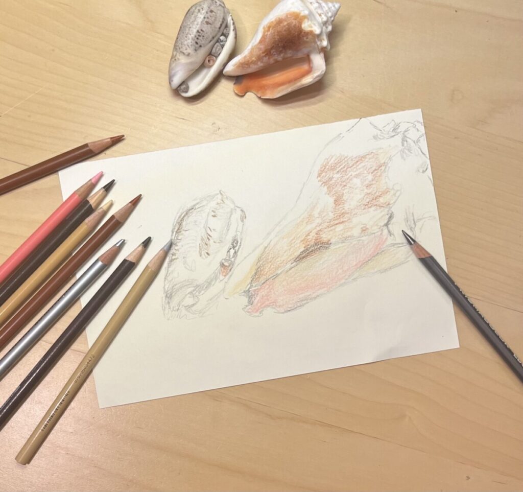 Drawing of seashells with colored pencils