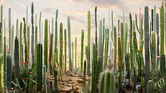 cactus landscape by Ruud van Empel