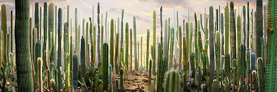cactus landscape by Ruud van Empel