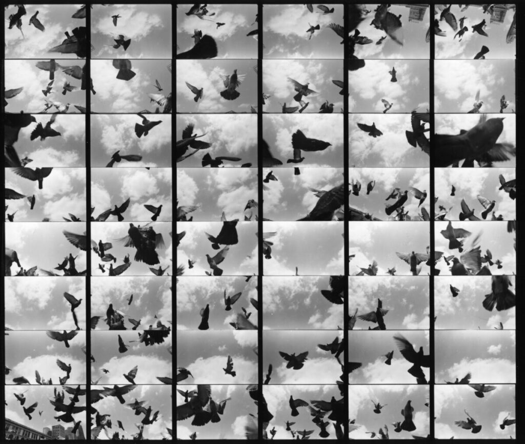 Compiled images of pigeons